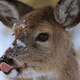 Illustration for article titled Minnesota to Feed Starving Deer